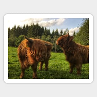 Scottish Highland Cattle Calves 2010 Sticker